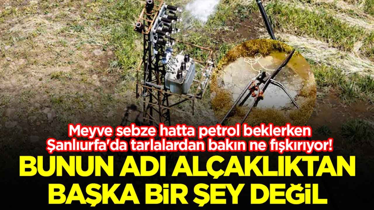 Meyve sebze hatta petrol beklerken Şanlıurfa'da tarlalardan bakın ne fışkırıyor: Bunun adı alçaklıktan başka bir şey değil
