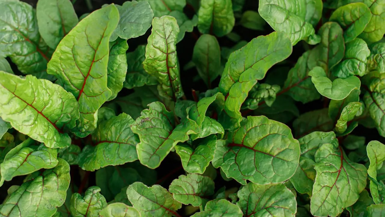  Mide hassasiyeti ve böbrek taşı olanlar dikkat: Kuzu kulağı şifa değil zehir saçıyor! Böyle yapan pişman olacak! 