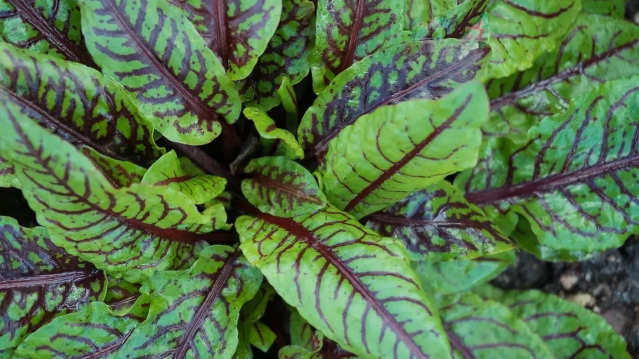 Foto - Mide hassasiyeti ve böbrek taşı olanlar dikkat: Kuzu kulağı şifa değil zehir saçıyor! Böyle yapan pişman olacak! 