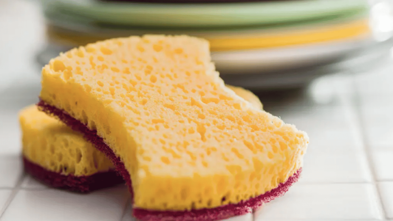 Foto - Mikroorganizmalar ve bakteri kolonisi... Bulaşık süngeri ne kadar kullanılmalıdır?