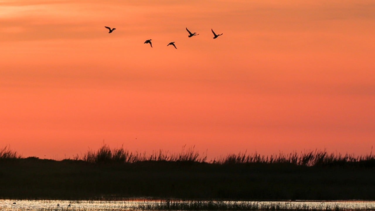 Foto - Milleyha 317 tür kuşu barındırıyor