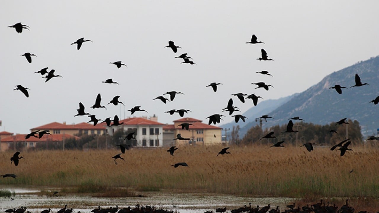 Foto - Milleyha 317 tür kuşu barındırıyor