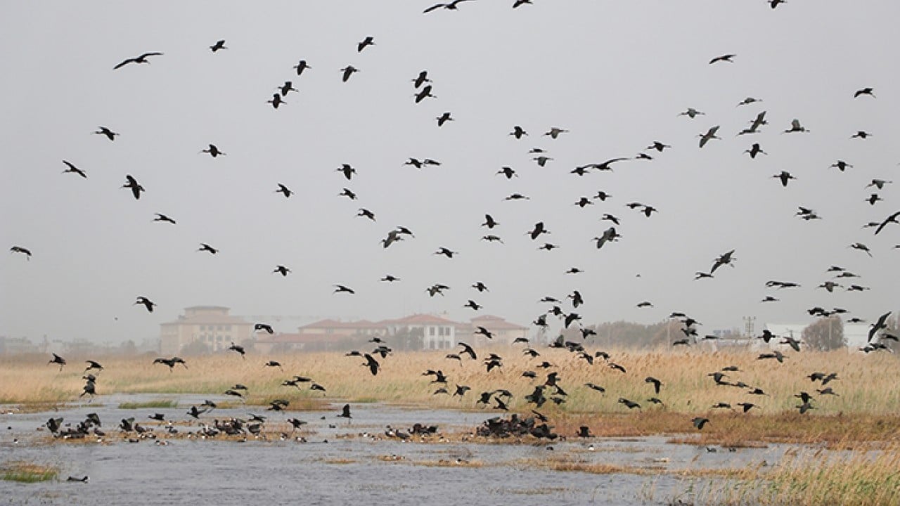 Foto - Milleyha 317 tür kuşu barındırıyor