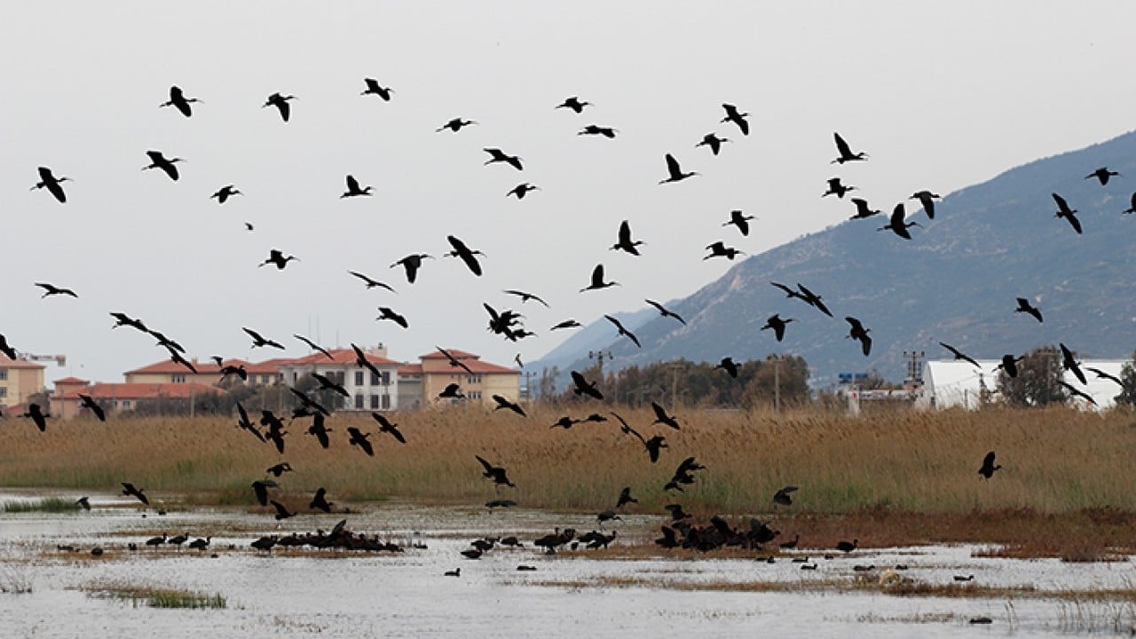 Foto - Milleyha 317 tür kuşu barındırıyor