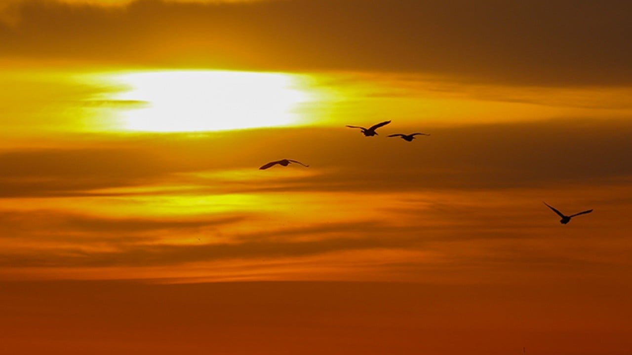 Foto - Milleyha 317 tür kuşu barındırıyor