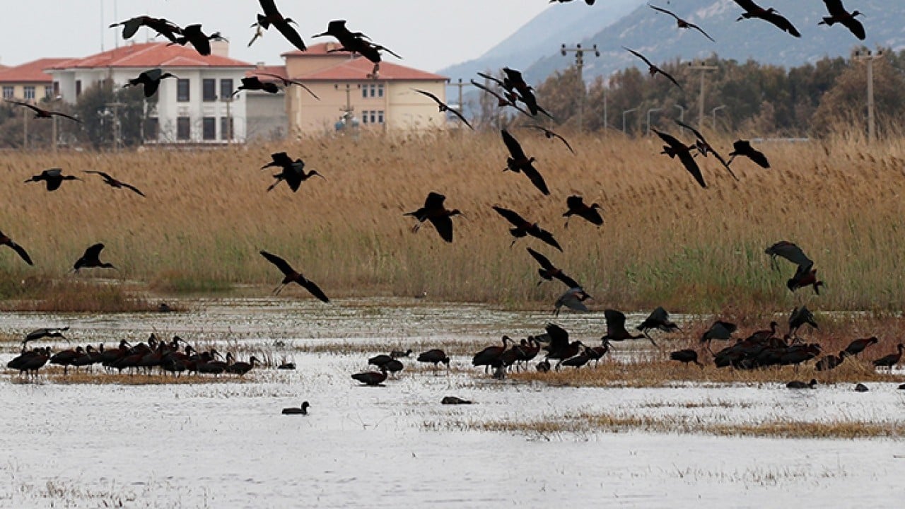Foto - Milleyha 317 tür kuşu barındırıyor
