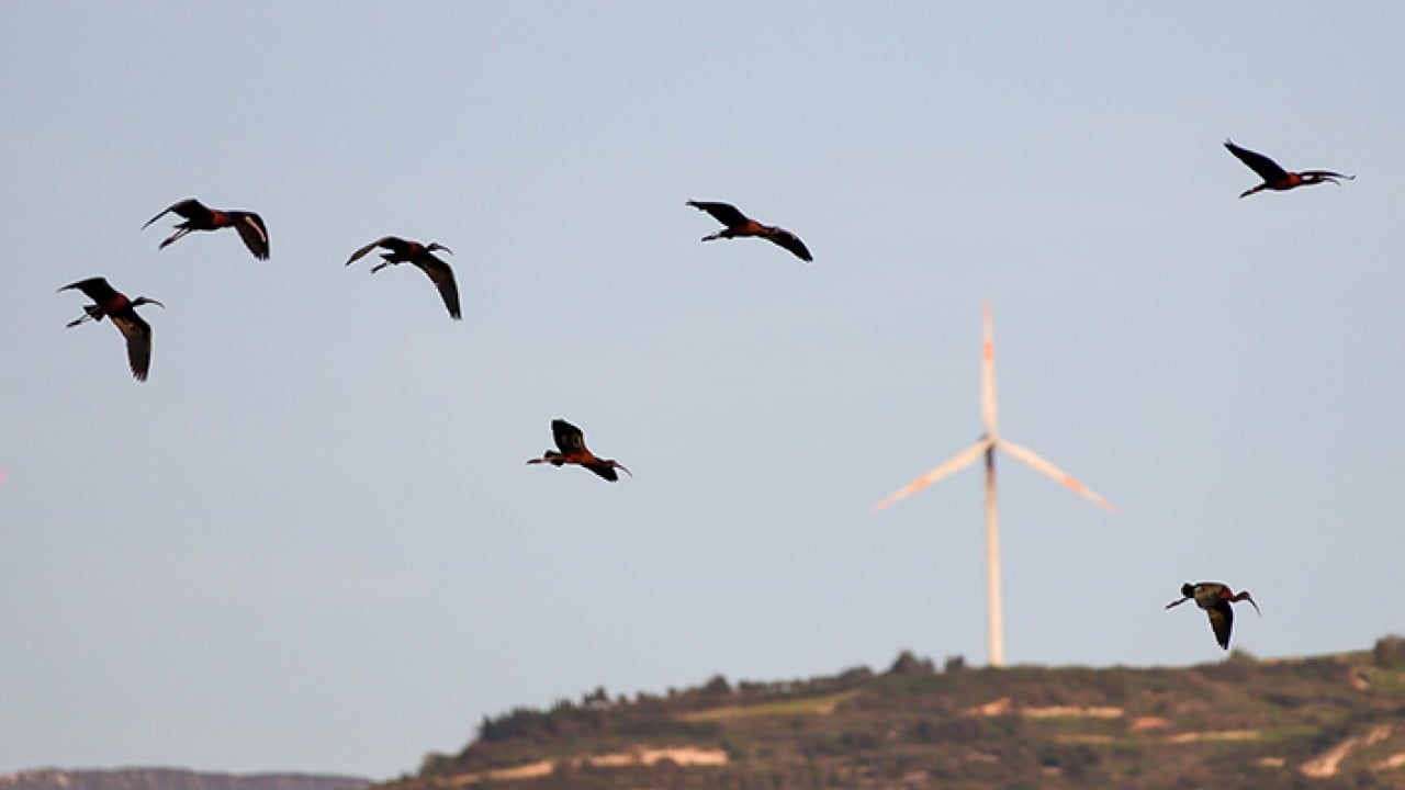 Foto - Milleyha 317 tür kuşu barındırıyor