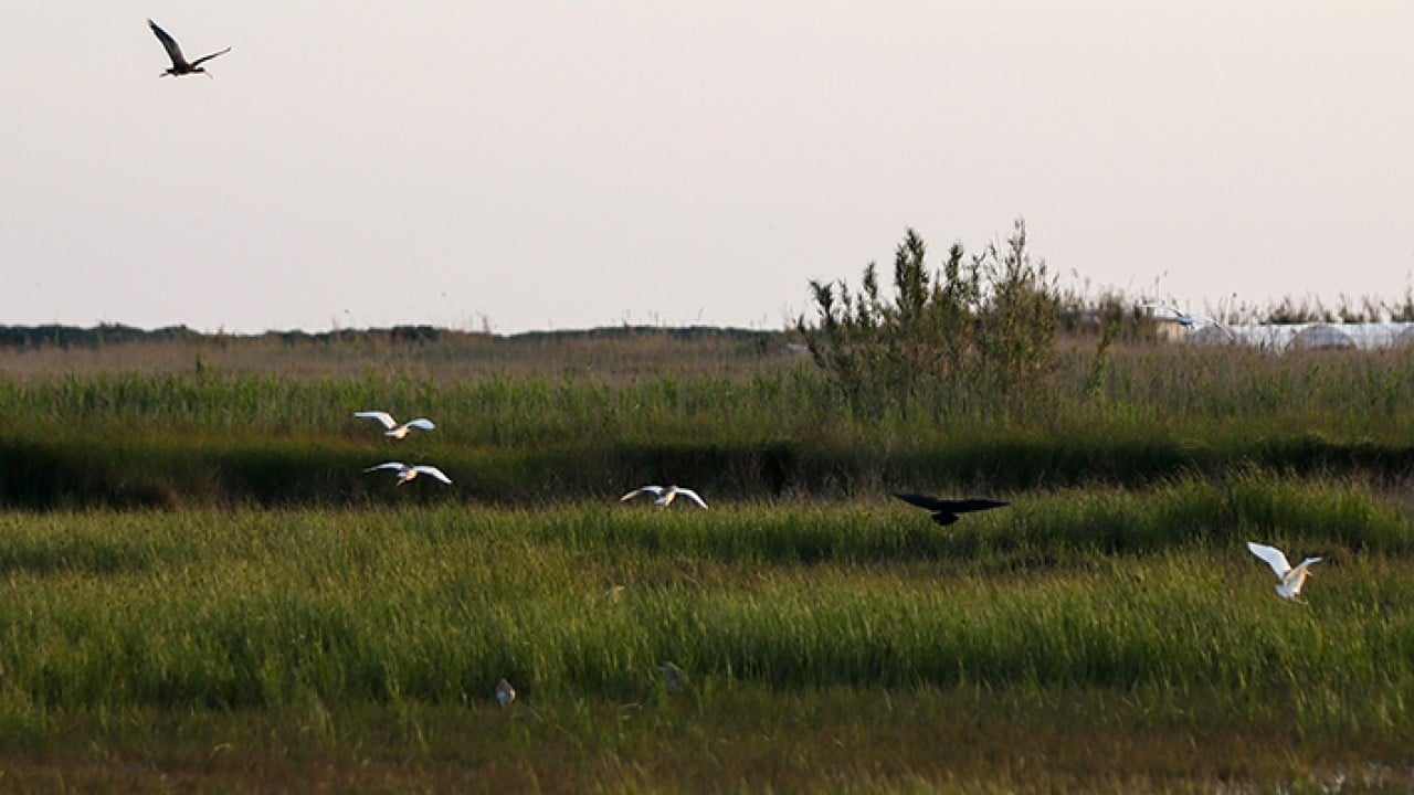 Foto - Milleyha 317 tür kuşu barındırıyor