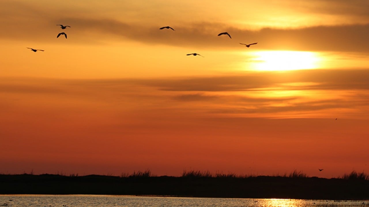 Milleyha 317 tür kuşu barındırıyor