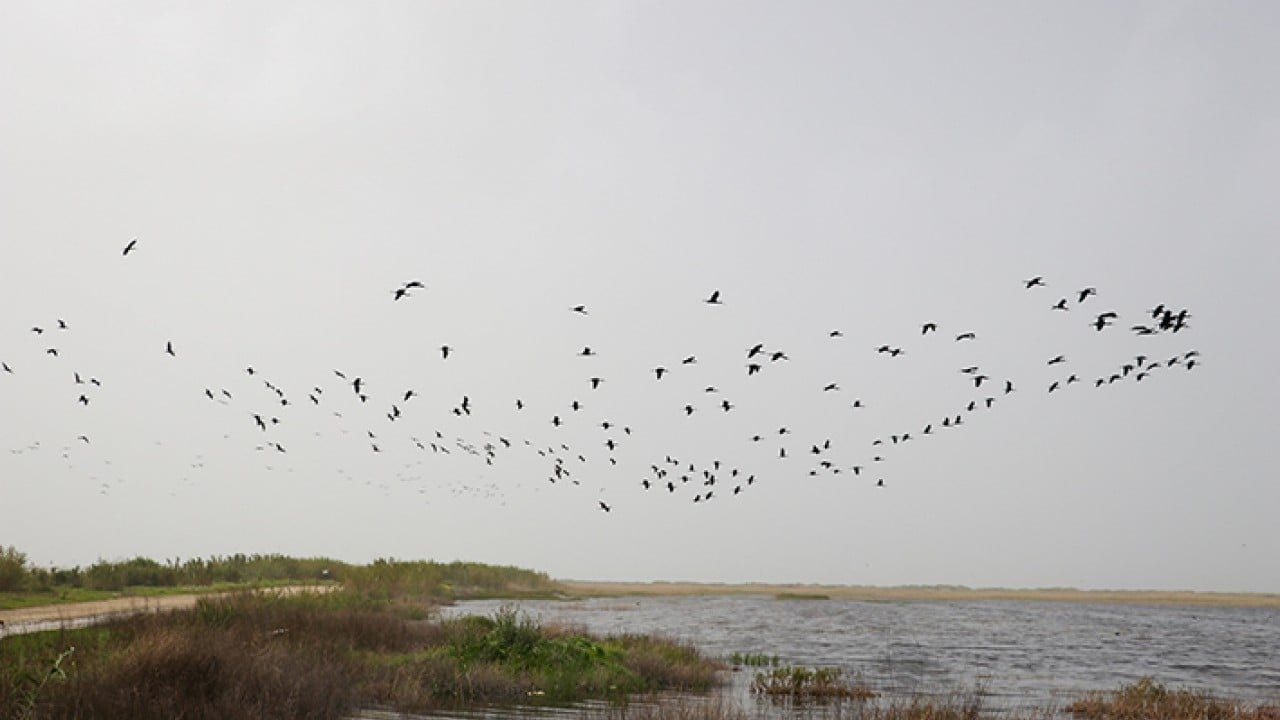 Foto - Milleyha 317 tür kuşu barındırıyor