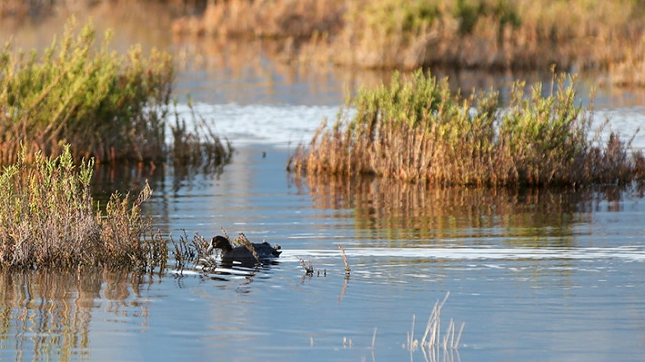 Foto - Milleyha 317 tür kuşu barındırıyor