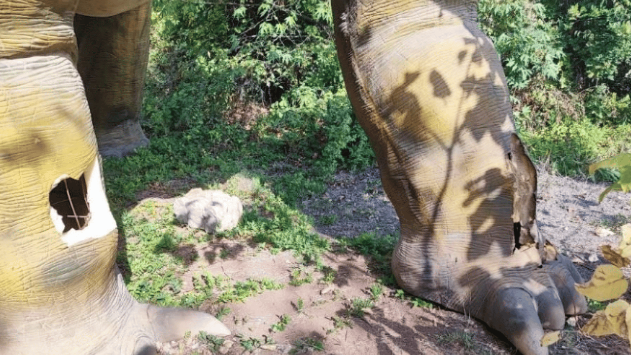 Foto - Milyonlarca lira harcanmıştı! Dinozorlar sessizliğe gömüldü