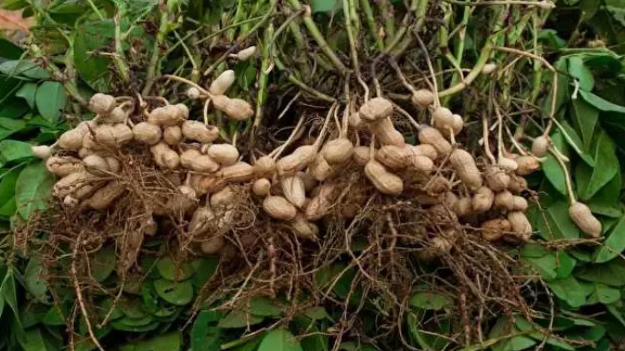 Foto - Milyonlarcası sokağa atılıyor: Şimdi servet değerinde!