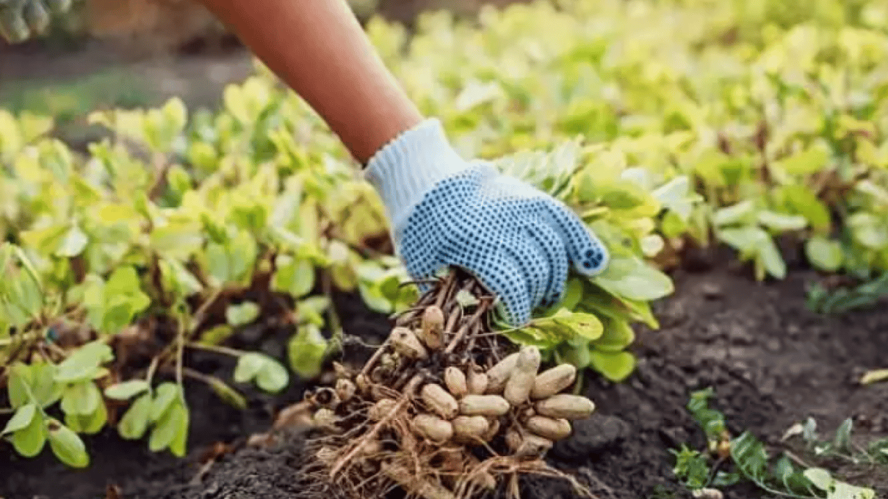 Foto - Milyonlarcası sokağa atılıyor: Şimdi servet değerinde!