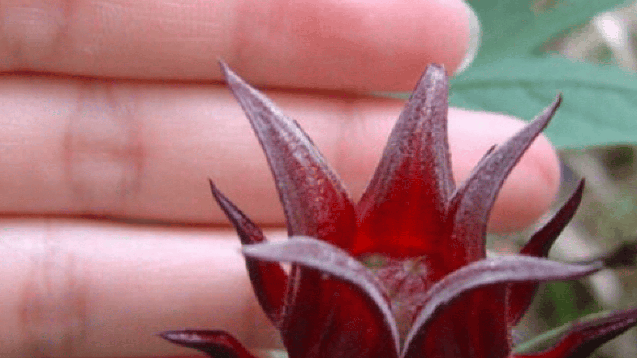 Foto - 3 kış besininin yapmadığı yok! Tansiyon, kalp, damar ne varsa şifa oluyor... Siz siz olun mutlaka aktara koşun…