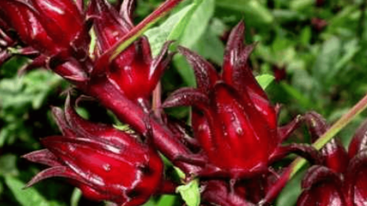 Foto - 3 kış besininin yapmadığı yok! Tansiyon, kalp, damar ne varsa şifa oluyor... Siz siz olun mutlaka aktara koşun…