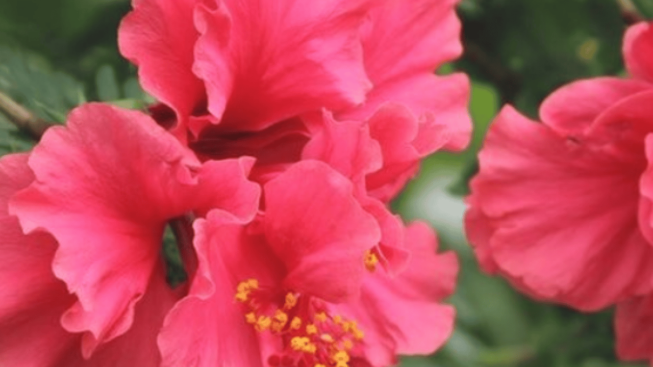 Foto - 3 kış besininin yapmadığı yok! Tansiyon, kalp, damar ne varsa şifa oluyor... Siz siz olun mutlaka aktara koşun…