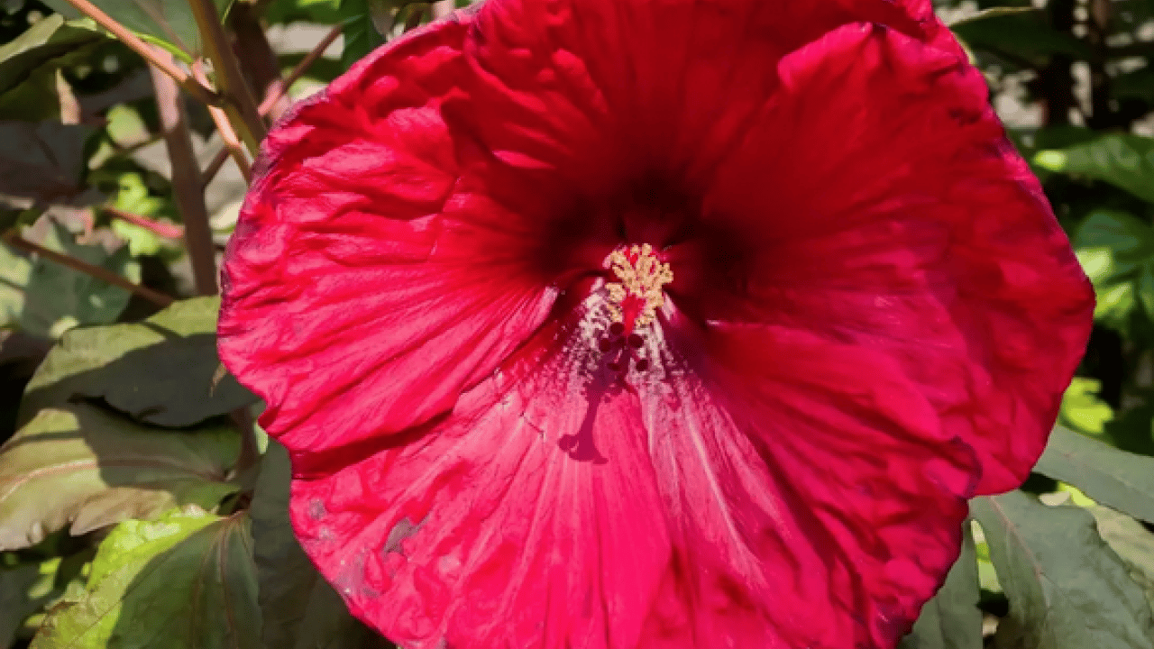 Foto - 3 kış besininin yapmadığı yok! Tansiyon, kalp, damar ne varsa şifa oluyor... Siz siz olun mutlaka aktara koşun…