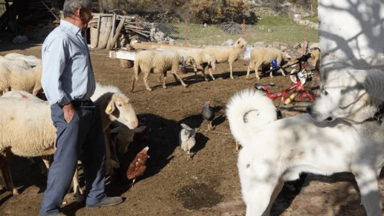 Foto - Mimarlıktan çobanlığa! 22 yaşındaki 'küpeli çoban'ın başarı hikayesi