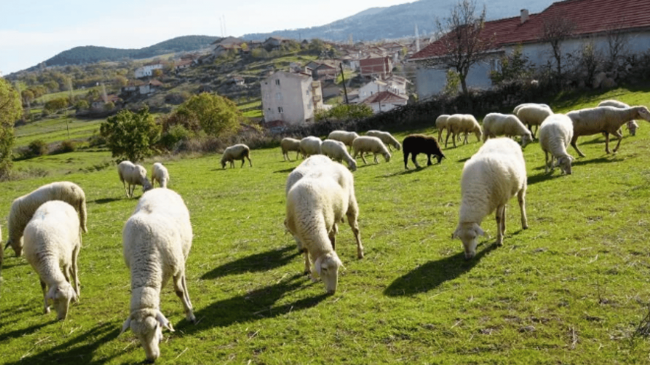 Foto - Mimarlıktan çobanlığa! 22 yaşındaki 'küpeli çoban'ın başarı hikayesi