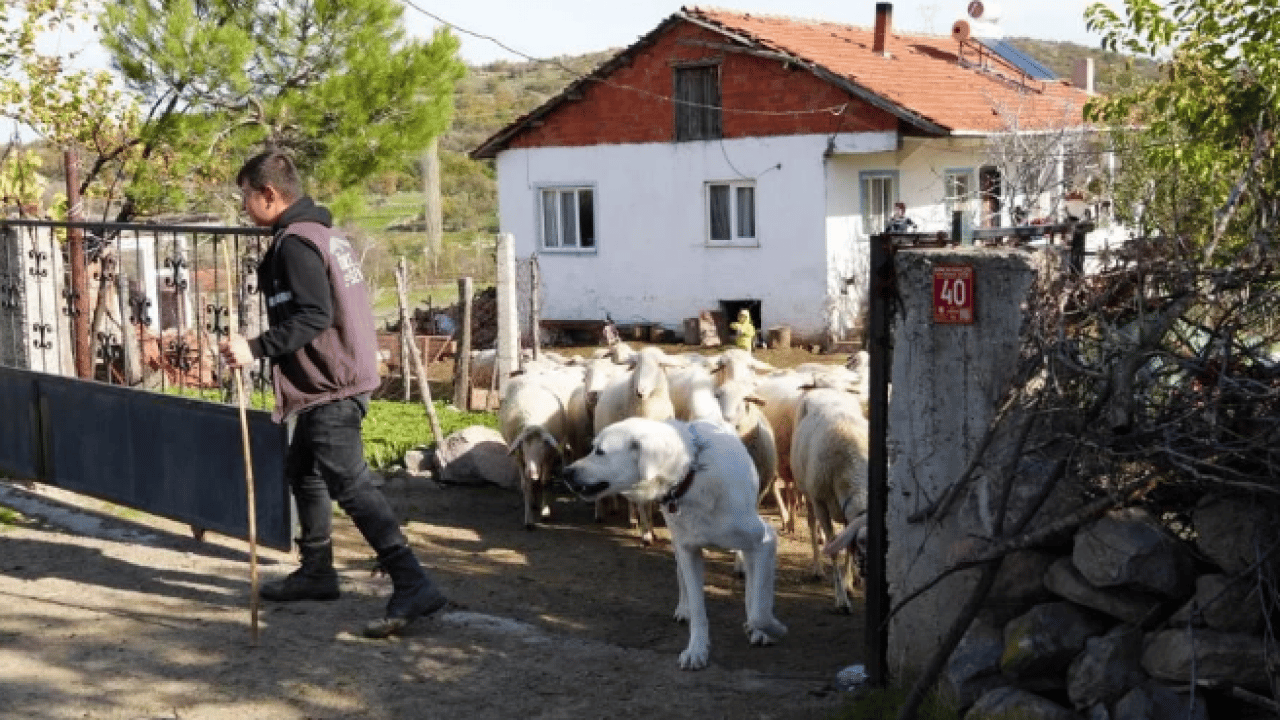 Foto - Mimarlıktan çobanlığa! 22 yaşındaki 'küpeli çoban'ın başarı hikayesi