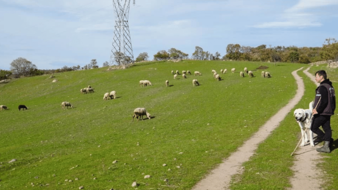 Foto - Mimarlıktan çobanlığa! 22 yaşındaki 'küpeli çoban'ın başarı hikayesi