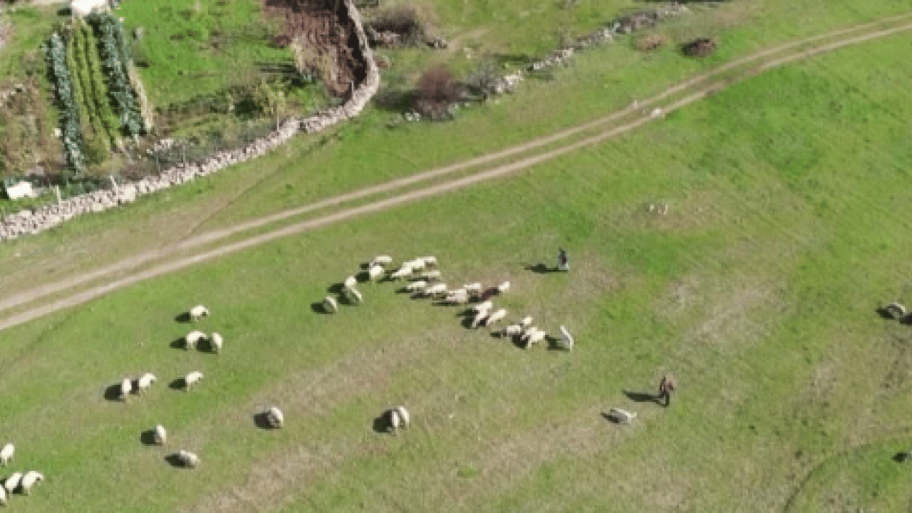 Foto - Mimarlıktan çobanlığa! 22 yaşındaki 'küpeli çoban'ın başarı hikayesi