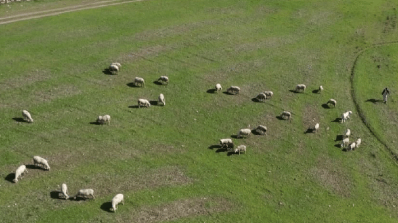 Foto - Mimarlıktan çobanlığa! 22 yaşındaki 'küpeli çoban'ın başarı hikayesi