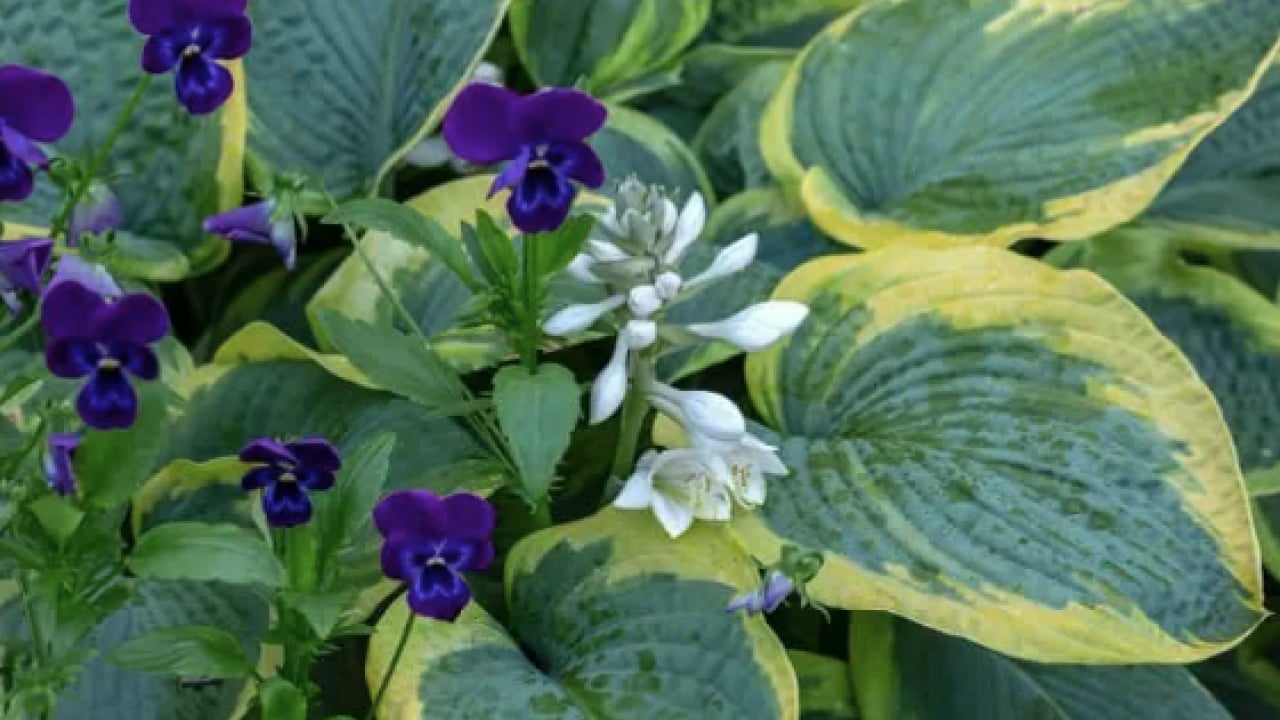 Foto - Mineraller ve esansiyel yağ asitleri ve daha neler neler... Hodan otu nedir?