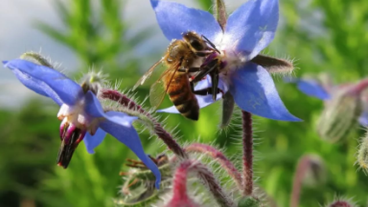 Foto - Mineraller ve esansiyel yağ asitleri ve daha neler neler... Hodan otu nedir?
