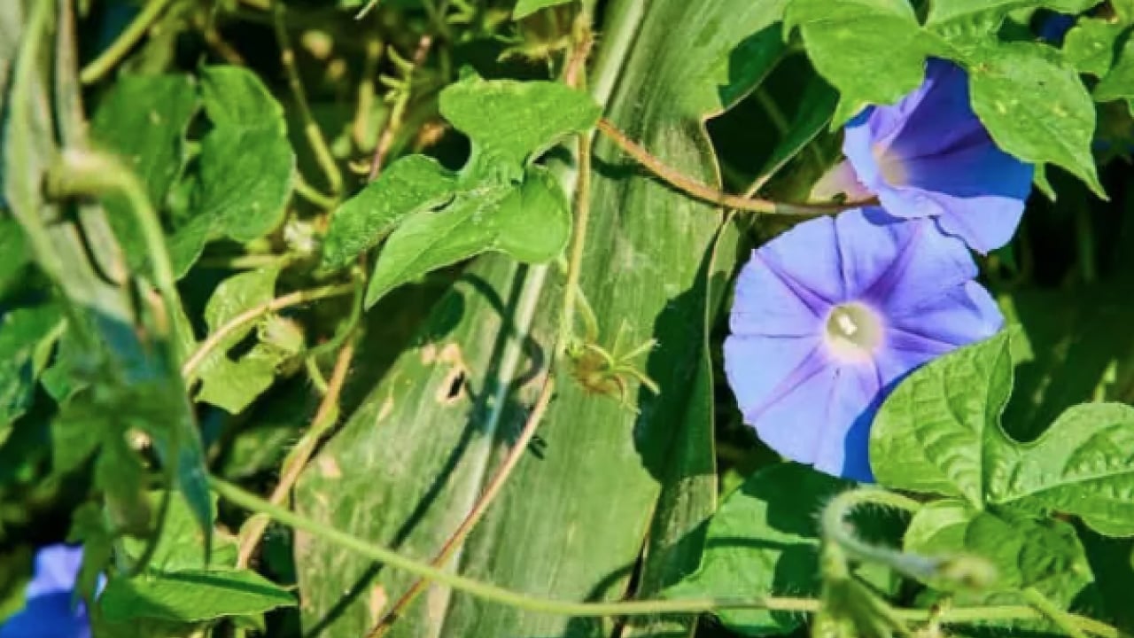 Foto - Mineraller ve esansiyel yağ asitleri ve daha neler neler... Hodan otu nedir?