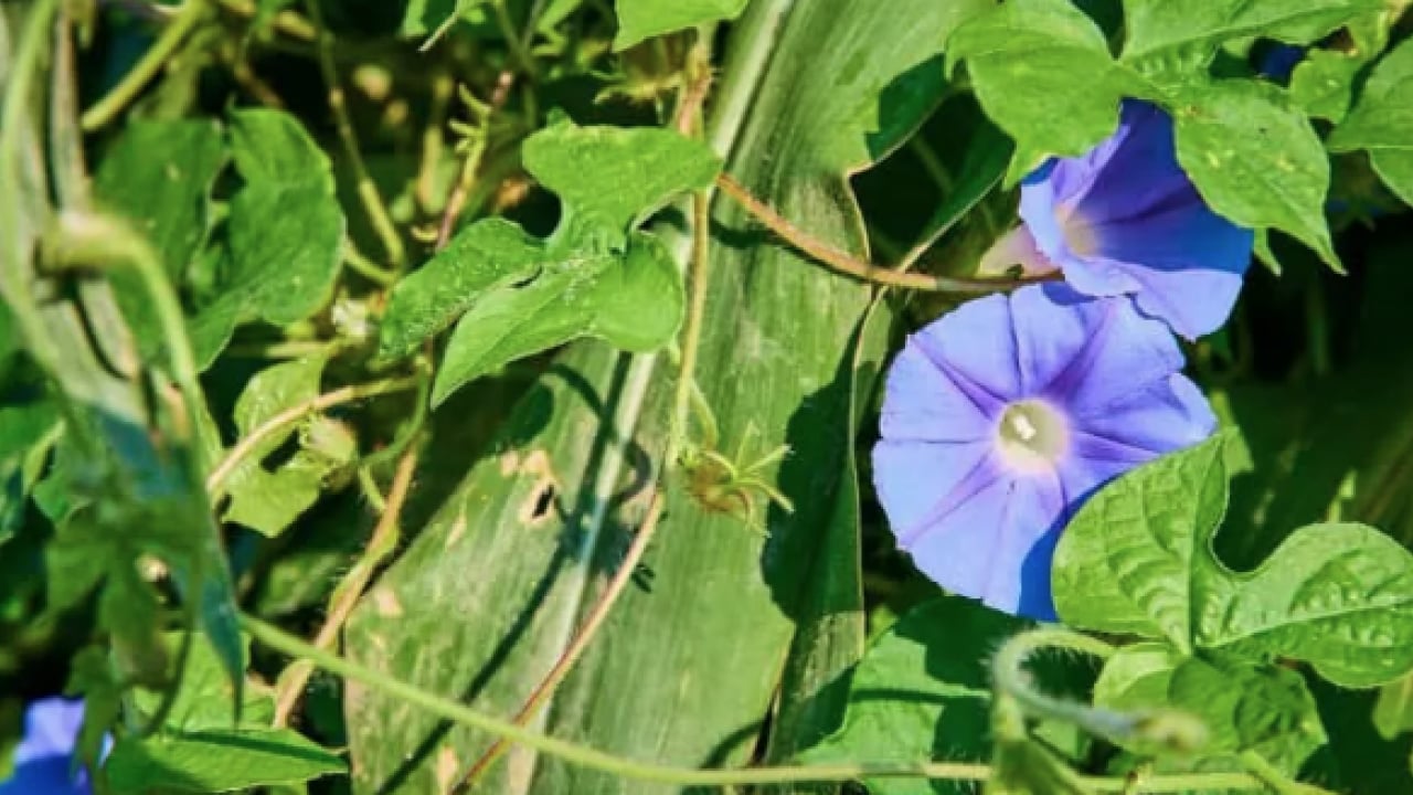 Foto - Mineraller ve esansiyel yağ asitleri ve daha neler neler... Hodan otu nedir?