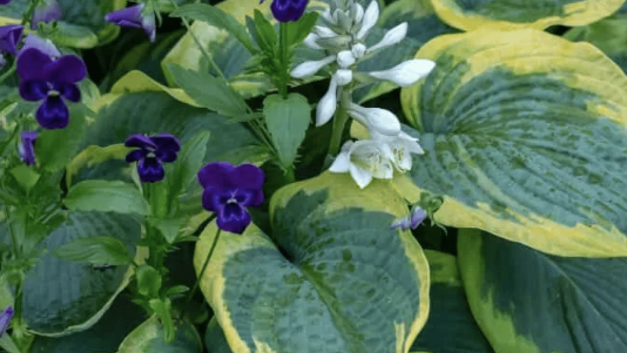 Foto - Mineraller ve esansiyel yağ asitleri ve daha neler neler... Hodan otu nedir?