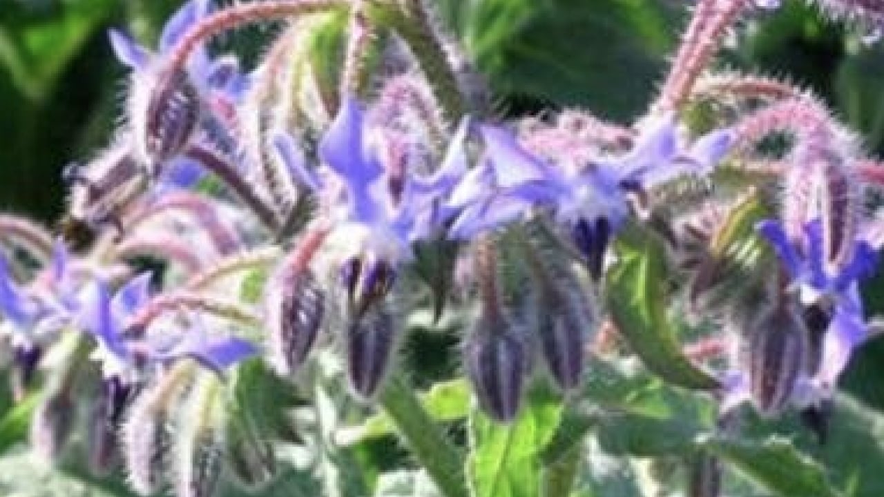 Foto - Mineraller ve esansiyel yağ asitleri ve daha neler neler... Hodan otu nedir?