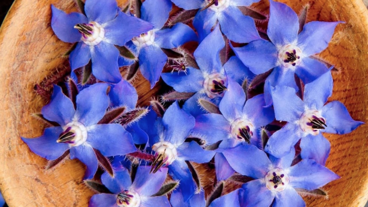 Foto - Mineraller ve esansiyel yağ asitleri ve daha neler neler... Hodan otu nedir?