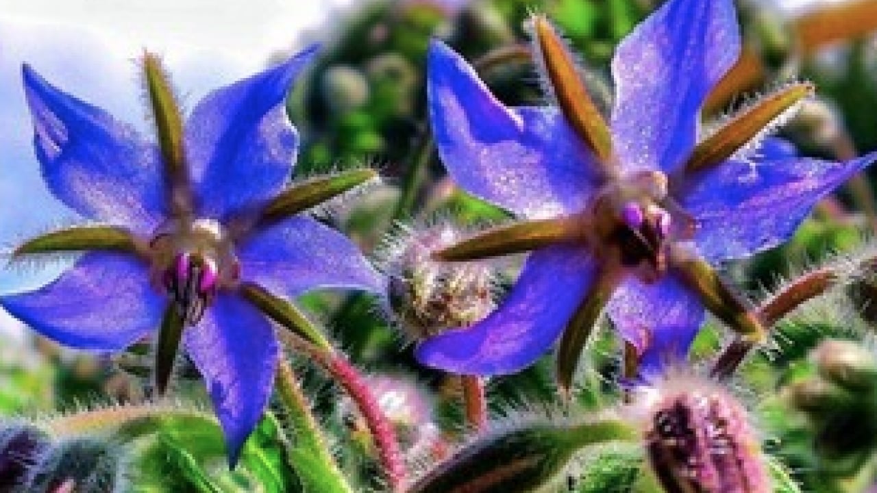 Foto - Mineraller ve esansiyel yağ asitleri ve daha neler neler... Hodan otu nedir?