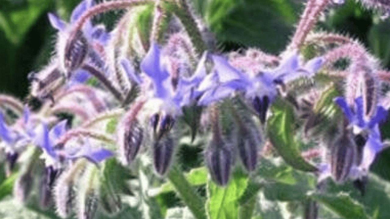 Foto - Mineraller ve esansiyel yağ asitleri ve daha neler neler... Hodan otu nedir?