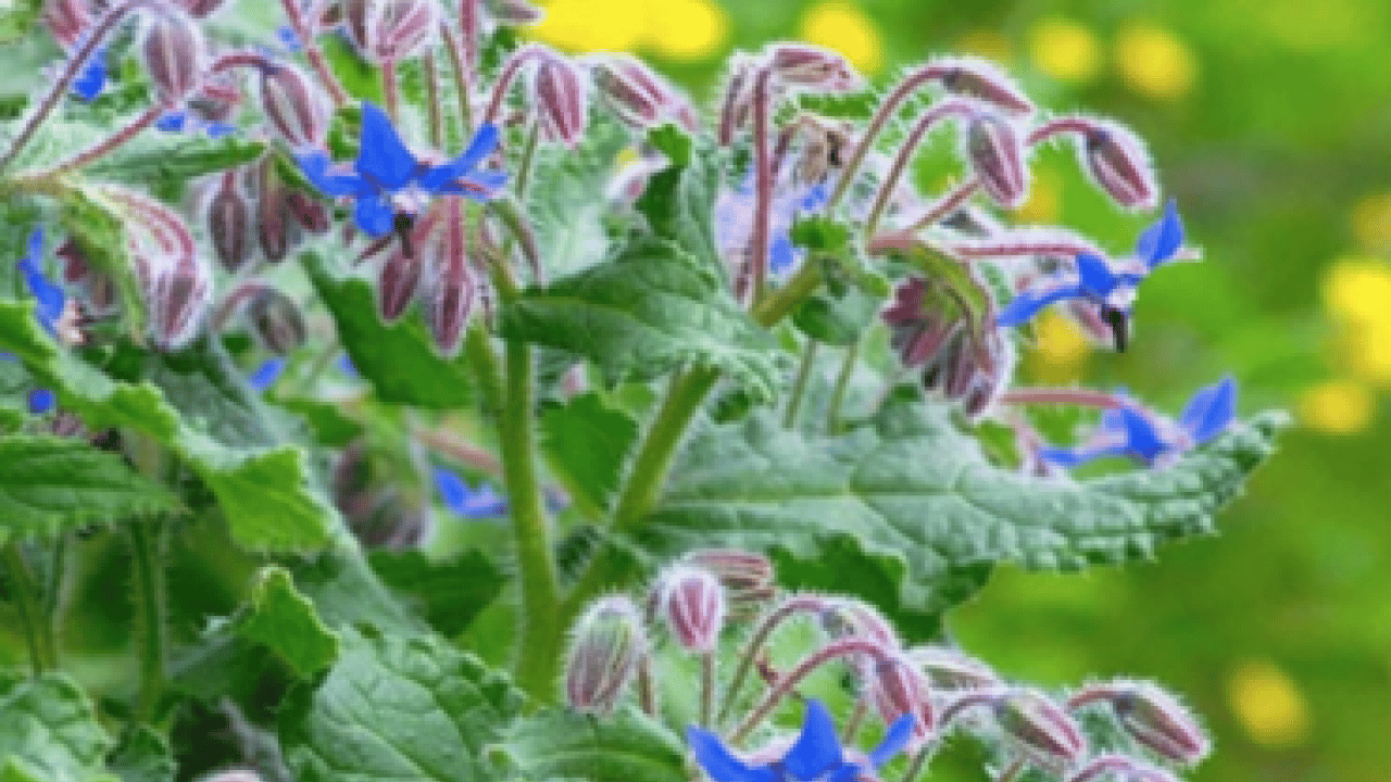 Mineraller ve esansiyel yağ asitleri ve daha neler neler... Hodan otu nedir?