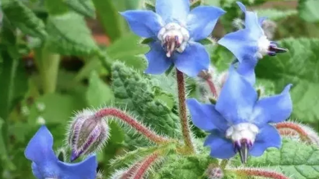 Foto - Mineraller ve esansiyel yağ asitleri ve daha neler neler... Hodan otu nedir?