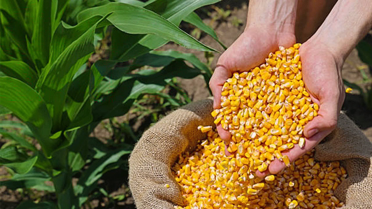 Foto - Mısır hasadı başladı! Mısır neye iyi gelir? B12 ve demir deposu... Artık marketler satıyor