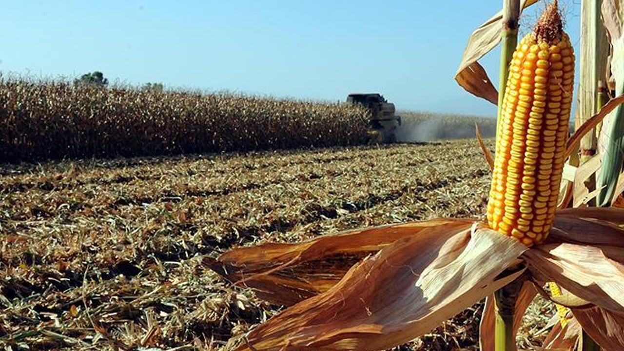 Foto - Mısır hasadı başladı! Mısır neye iyi gelir? B12 ve demir deposu... Artık marketler satıyor