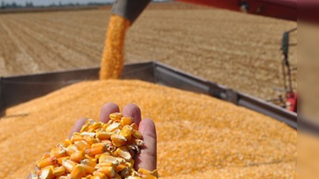 Mısır hasadı başladı! Mısır neye iyi gelir? B12 ve demir deposu... Artık marketler satıyor