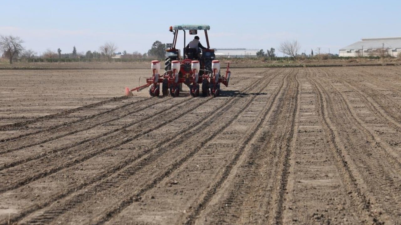 Foto - Mısır ve ayçiçeğinde bolluk beklentisi Bereketli topraklar tohumla buluştu