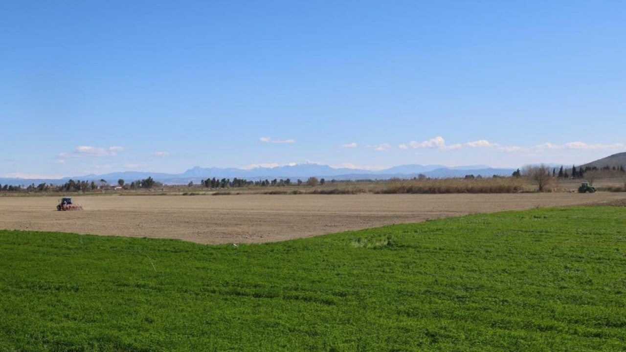 Foto - Mısır ve ayçiçeğinde bolluk beklentisi Bereketli topraklar tohumla buluştu