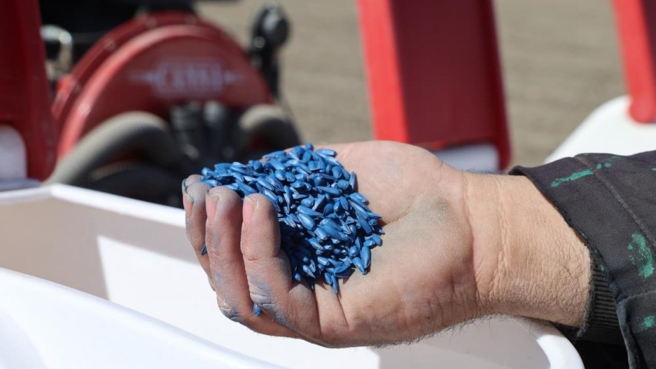 Mısır ve ayçiçeğinde bolluk beklentisi Bereketli topraklar tohumla buluştu