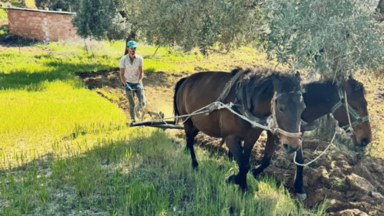 Foto - Modern tarıma meydan okuyan yöntem: Zeytinliğini atlarla sürüyor