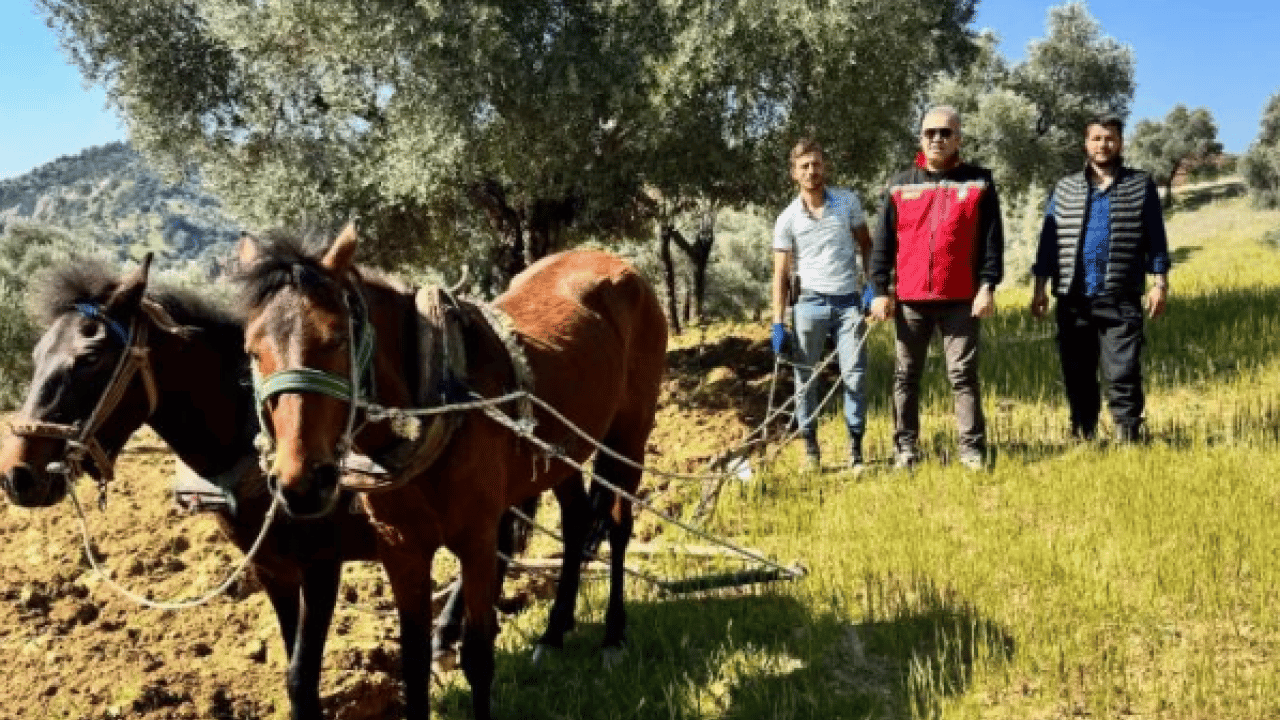 Foto - Modern tarıma meydan okuyan yöntem: Zeytinliğini atlarla sürüyor