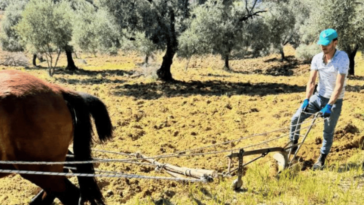 Foto - Modern tarıma meydan okuyan yöntem: Zeytinliğini atlarla sürüyor