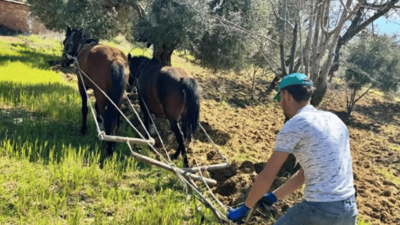 Modern tarıma meydan okuyan yöntem: Zeytinliğini atlarla sürüyor
