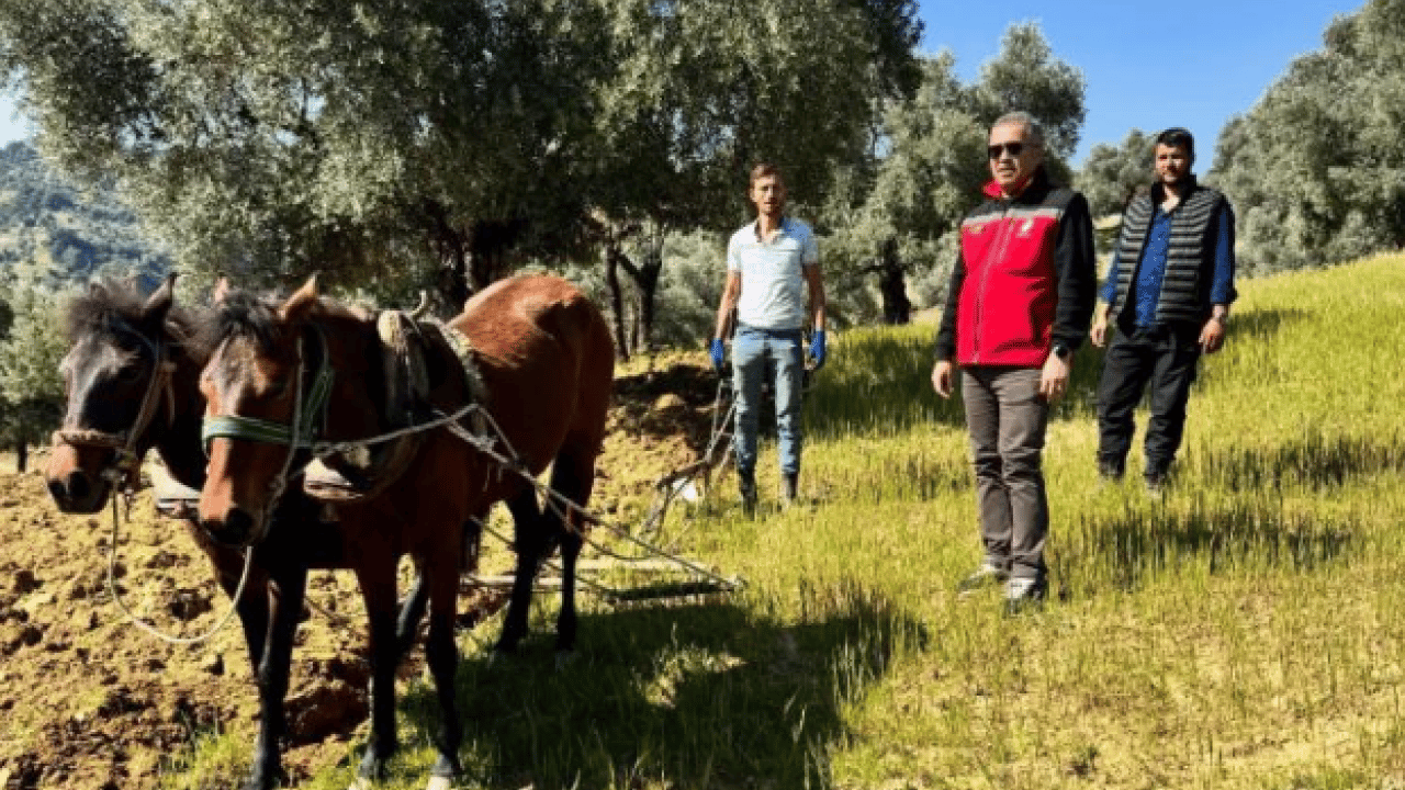 Foto - Modern tarıma meydan okuyan yöntem: Zeytinliğini atlarla sürüyor